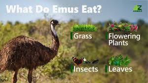 Emu Foods